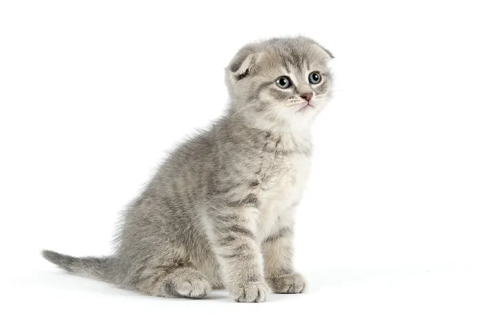 Framed Print : Scottish Fold, Scottish Fold (Felis silvestris catus) Framed Print : Scottish Fold, Scottish Fold (Felis silvestris catus)