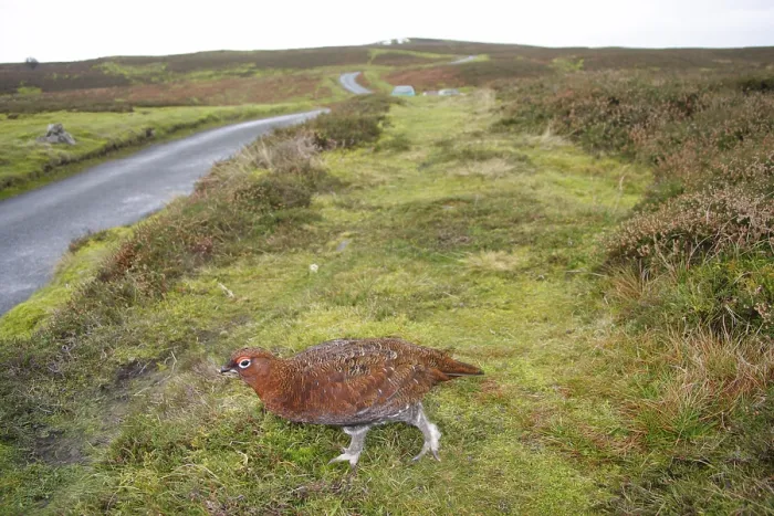 Framed Print : Scottish Grouse, red grouses (Lagopus lagopus scoticus) Framed Print : Scottish Grouse, red grouses (Lagopus lagopus scoticus)