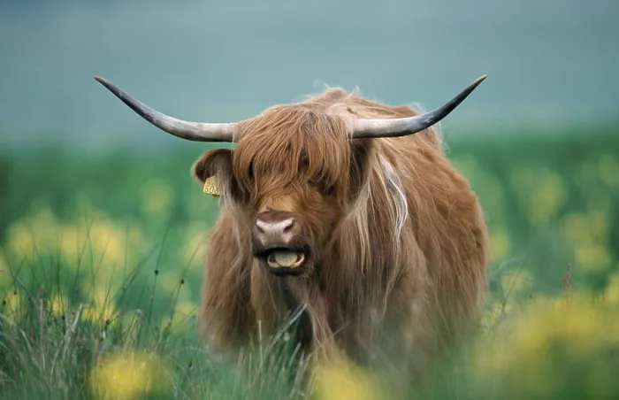 Framed Print : Scottish Highland Cattle