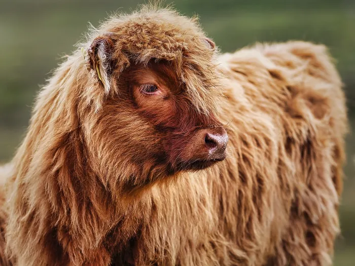 Framed Print : Scottish Highland Cattle (Bos primigenius f)