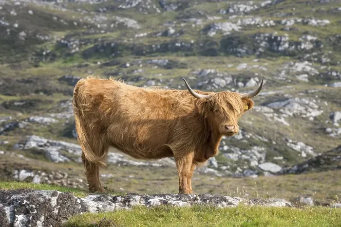 Framed Print : Scottish Highland Cattle, Highland Cattle or Kyloe