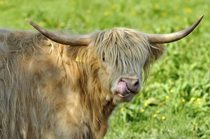 Framed Print : Scottish Highland Cattle or Kyloe (Bos primigenius f)