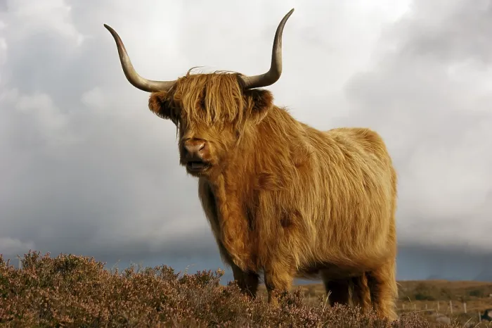Framed Print : Scottish Highland Cattle, Scotland