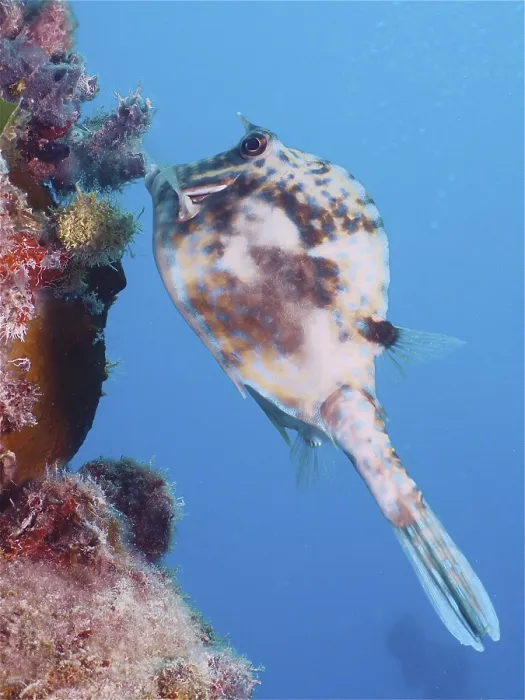 Framed Print : Scrawled cowfish (Acanthostracion quadricornis)
