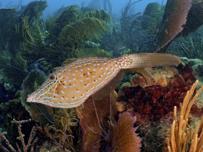 Framed Print : A scrawled filefish (Aluterus scriptus) covered with dots swims in front of a coral reef