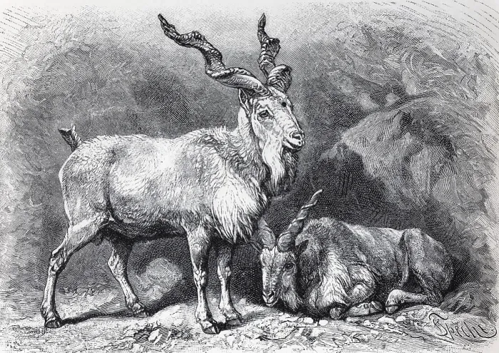Framed Print : Screw-horned goat (Capra Falconeri) Framed Print : Screw-horned goat (Capra Falconeri)
