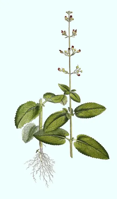 Framed Print : Scrophularia aquatica, Water Brownroot