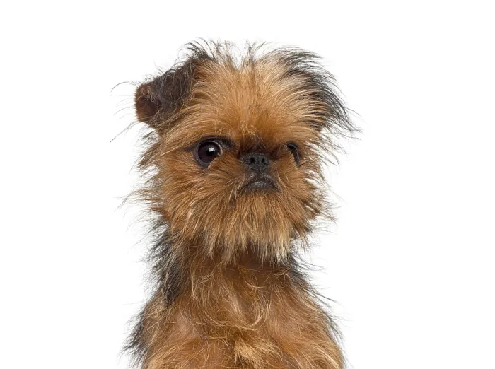 Framed Print : Scruffy brussels griffon puppy with big eyes and brown fur looking at camera
