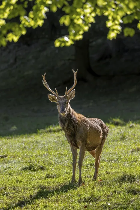 Framed Print : Scruffy red deer (Cervus elaphus) Framed Print : Scruffy red deer (Cervus elaphus)