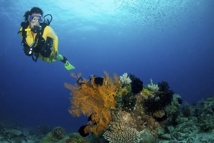 Framed Print : Scuba diver in a colourful coral reef, Philippines