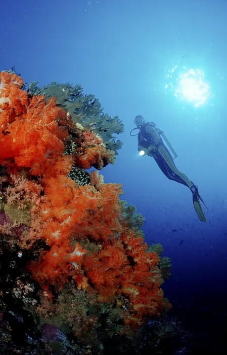 Framed Print : Scuba diver and coral reef Framed Print : Scuba diver and coral reef