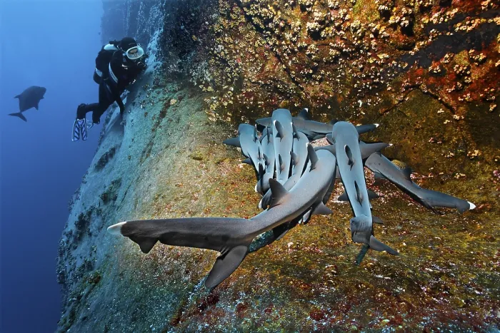 Framed Print : Scuba diver observing Whitetip Reef Sharks (Triaenodon obesus)