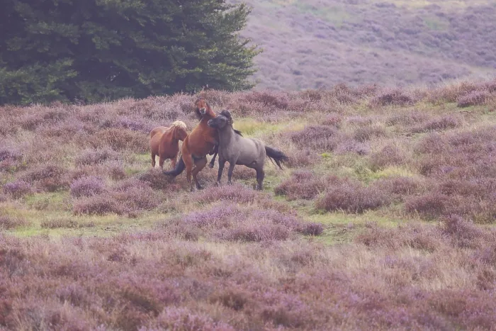 Framed Print : Three scuffling Icelandic horses in heathland