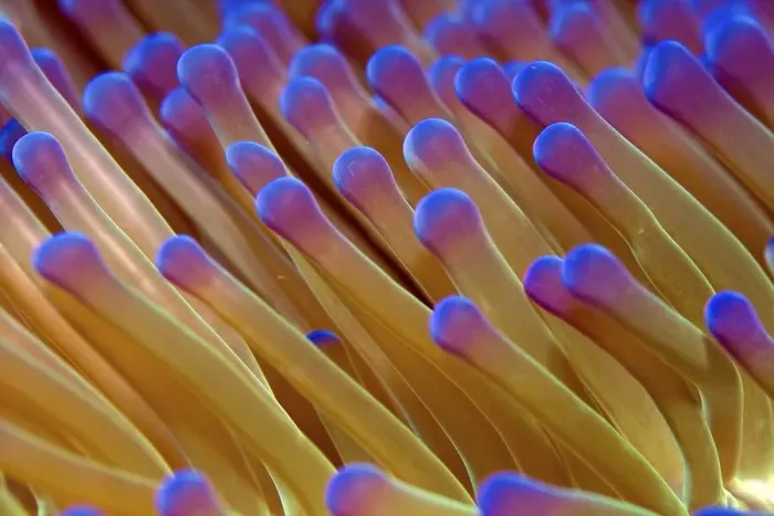 Framed Print : Sea Anemone (Actiniaria), detail