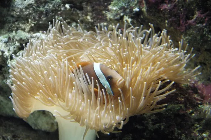Framed Print : Sea Anemone (Actiniaria) with a Clownfish (Amphiprion)
