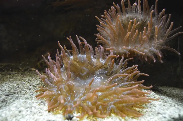 Framed Print : Sea anemones Framed Print : Sea anemones