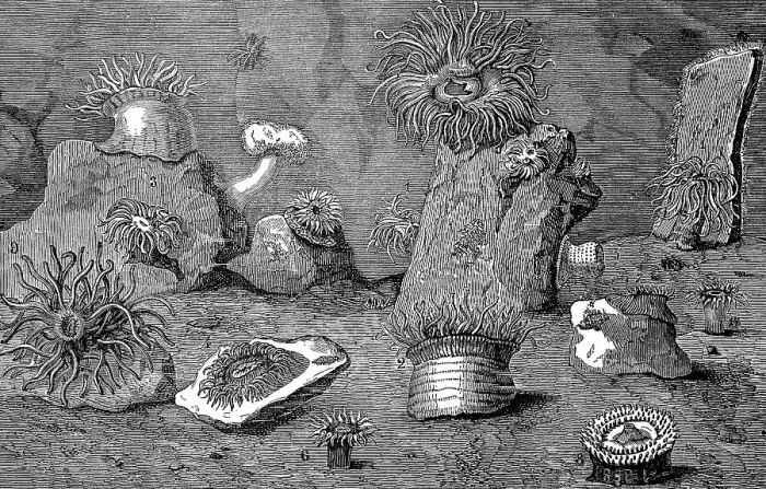 Framed Print : Sea anemones, Actiniaria, also water lilies Framed Print : Sea anemones, Actiniaria, also water lilies