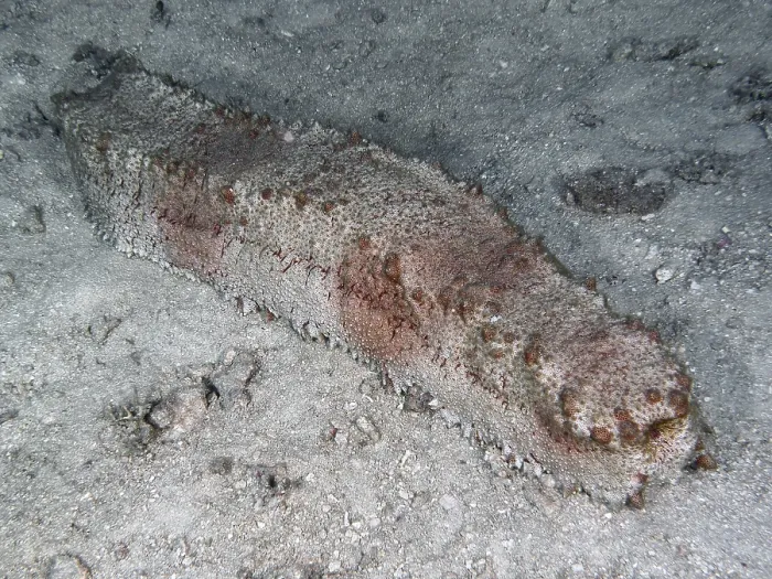 Framed Print : A sea cucumber, box sea cucumber (Thelenota anax) lies on a sandy seabed with a rough texture