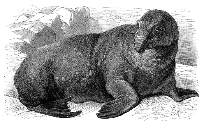 Framed Print : Sea-Elephant (Cystophora Proboscidea)