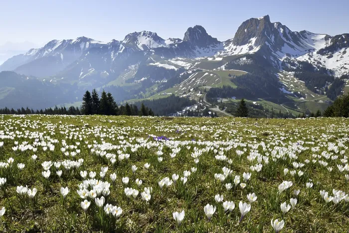 Framed Print : Sea of flowers, blooming white crocuses (Crocus vernus) in spring