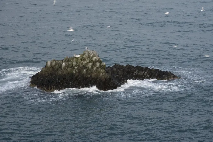 Framed Print : Sea gull birds resting on nests in a rock in the sea