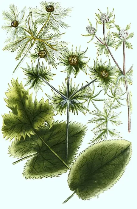 Framed Print : Sea holly (Eryngium maritimum)