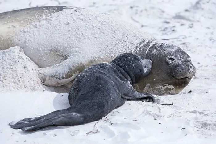 Framed Print : Sea lion with pup, Sea Lion Island