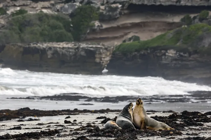 Framed Print : Two sea lions interact on the beach off a rugged coastline on Kangaroo Island