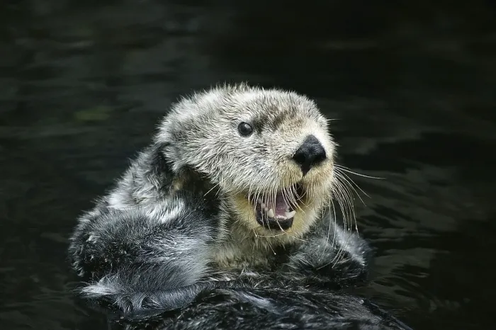 Framed Print : Sea otter (enhydra lutris), adult care, California, USA, North America