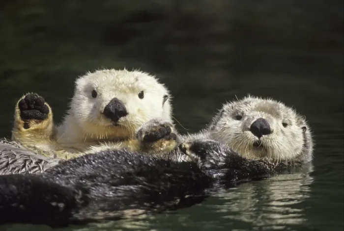 Framed Print : Sea Otter (Enhydra lutris), two adults