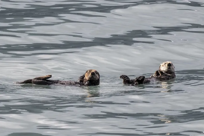 Framed Print : Sea otter (Enhydra lutris), Kenai National Park