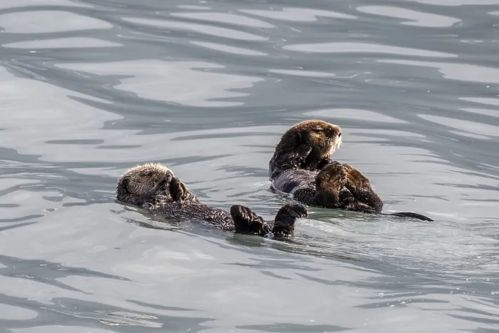 Framed Print : Sea otter (Enhydra lutris), Kenai National Park