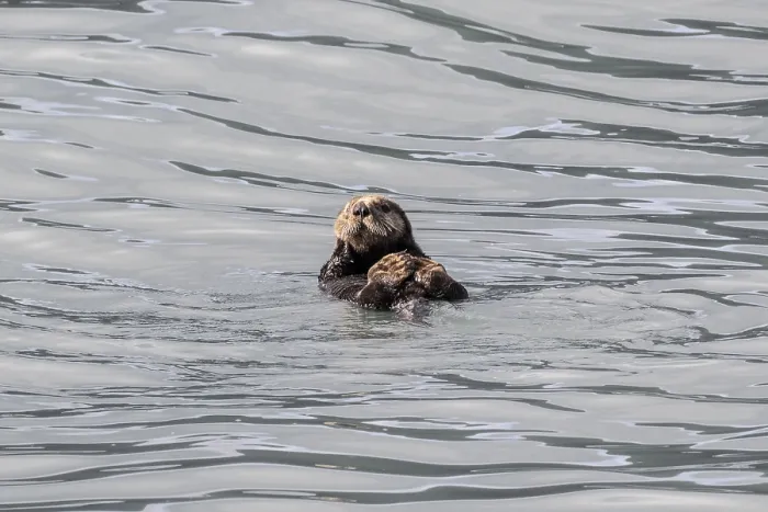 Framed Print : Sea otter (Enhydra lutris), Kenai National Park Framed Print : Sea otter (Enhydra lutris), Kenai National Park
