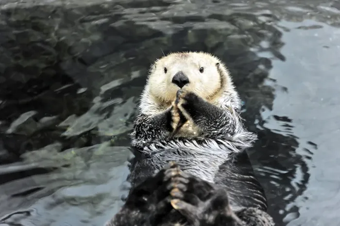 Framed Print : Sea Otter (Enhydra lutris), Oceanario