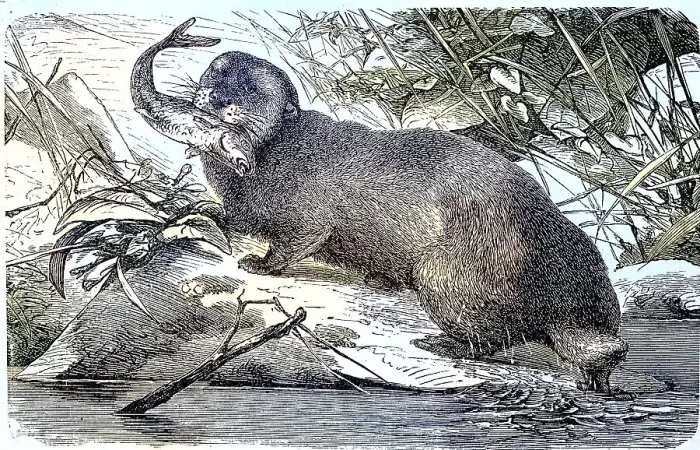 Framed Print : Sea otter, Enhydris marina, Historic