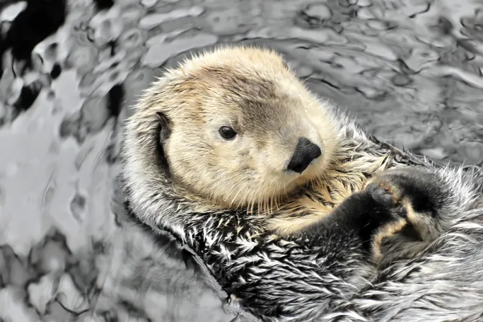 Framed Print : Sea otter, Kalan or sea otter (Enhydra lutris)