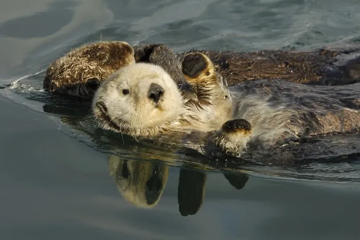 Framed Print : Sea otters (Enhydra lutris)