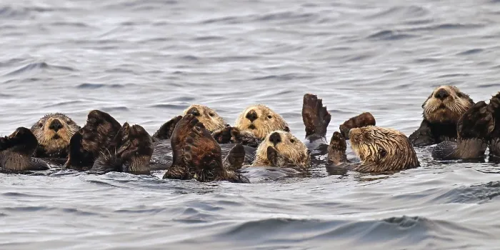 Framed Print : Several sea otters (Enhydra lutris) swimming on their backs in the Pacific Ocean Framed Print : Several sea otters (Enhydra lutris) swimming on their backs in the Pacific Ocean