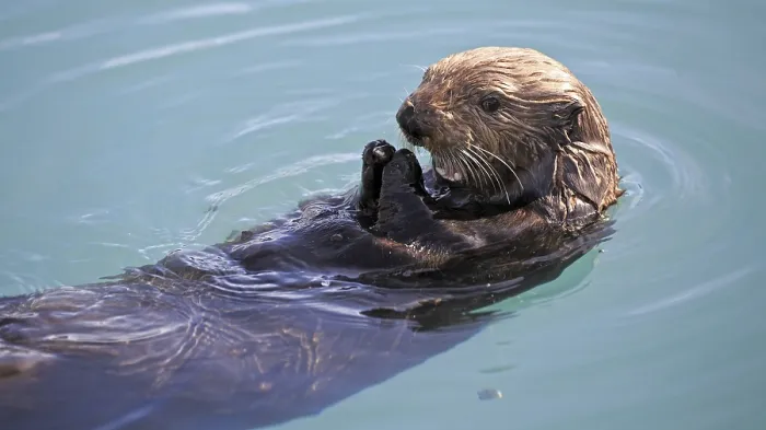 Framed Print : Sea otters feeding in the harbour of Seward in Alaska
