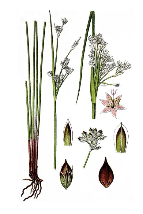 Framed Print : Sea rush (Juncus maritimus), medicinal plant
