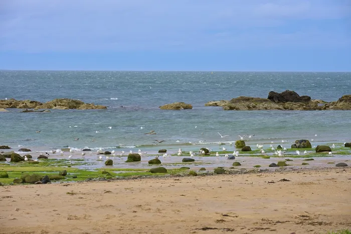 Framed Print : Sea with seagulls, rocks and waves