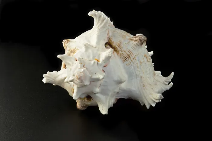 Framed Print : Sea shell over black background
