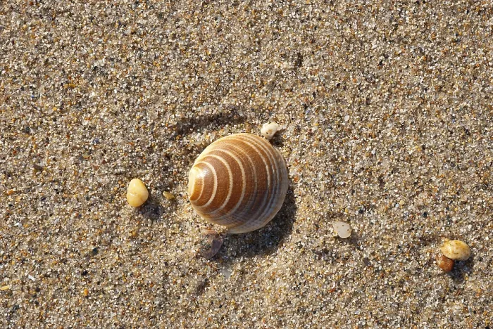 Framed Print : Sea shell on the sandy beach