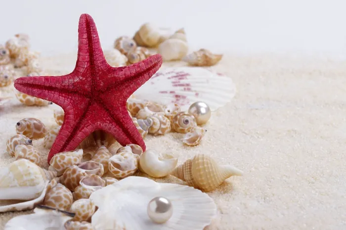 Framed Print : Sea shells on sand summer vacation background Framed Print : Sea shells on sand summer vacation background