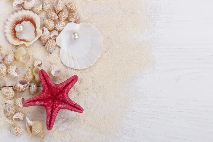 Framed Print : Sea shells on sand summer vacation background Framed Print : Sea shells on sand summer vacation background