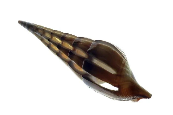 Framed Print : Sea snail