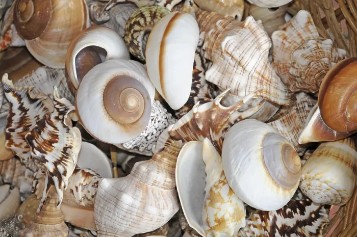 Framed Print : Sea snails, sea snails, snails