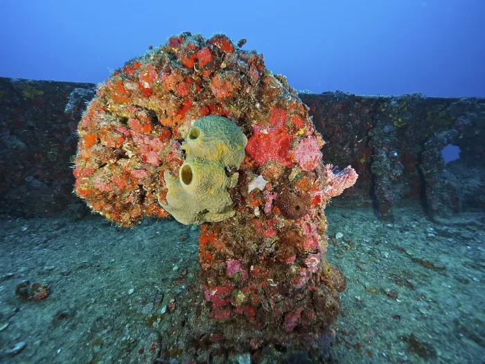 Framed Print : Sea sponge on a coral-covered ventilation pipe under water
