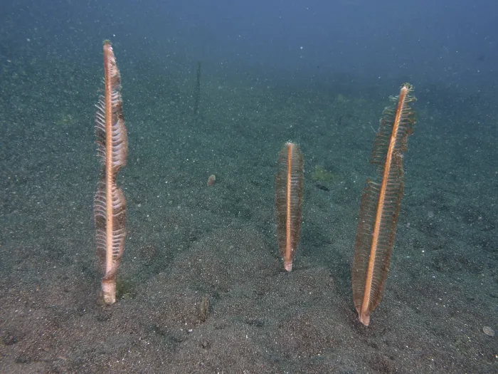 Framed Print : Three sea springs (Virgularia) stand on the sandy seabed in a calm underwater atmosphere Framed Print : Three sea springs (Virgularia) stand on the sandy seabed in a calm underwater atmosphere