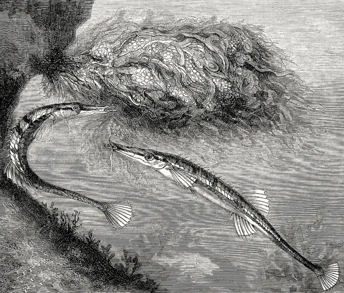Framed Print : Sea stickleback, Spinachia spinachia